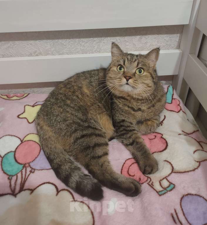 Кошки в Кирове: Отдам кошечку в добрые руки Девочка, Бесплатно - фото 5