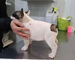 Собаки в Владикавказе: Продаются щенки Французского бульдога от родителей Интерчемпионов!!! Девочка, 90 000 руб. - фото 3