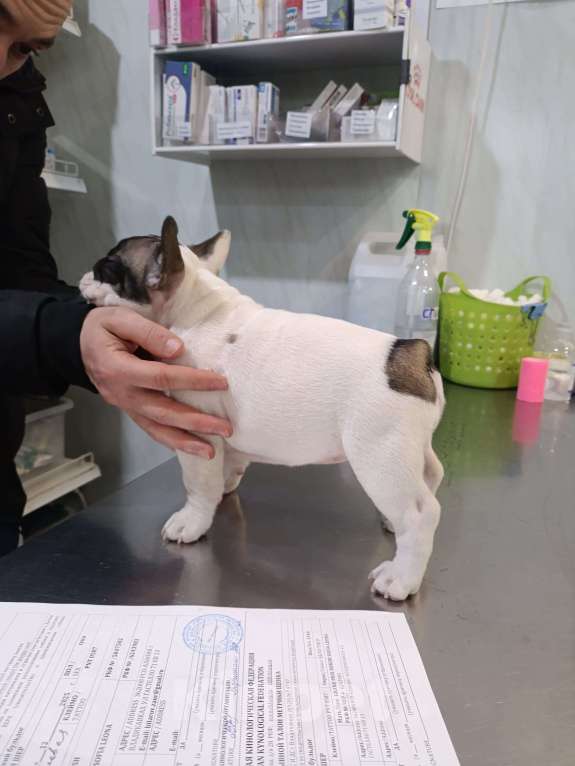 Собаки в Владикавказе: Продаются щенки Французского бульдога от родителей Интерчемпионов!!! Девочка, 90 000 руб. - фото 3