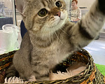 Кошки в Клине: Плуто Мальчик, 10 000 руб. - фото 3