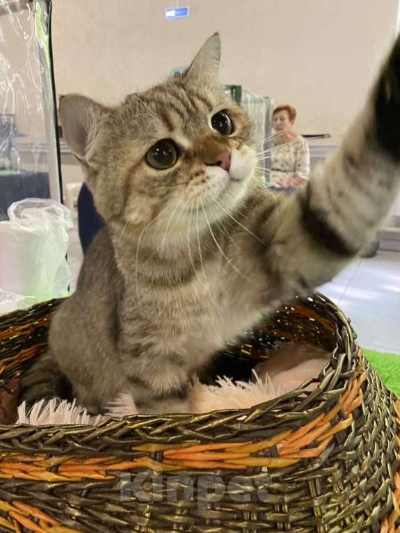 Кошки в Клине: Плуто Мальчик, 10 000 руб. - фото 3