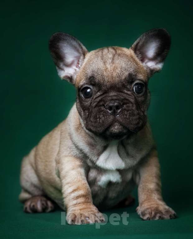 Собаки в Новосибирске: Мальчик Французского бульдога Мальчик, 70 000 руб. - фото 2