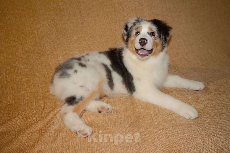 Собаки в других городах Московской области: Австралийская овчарка (аусси) Девочка, 50 000 руб. - фото 5