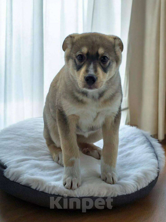 Собаки в Москве: Щенок Луна ищет дои Девочка, Бесплатно - фото 7