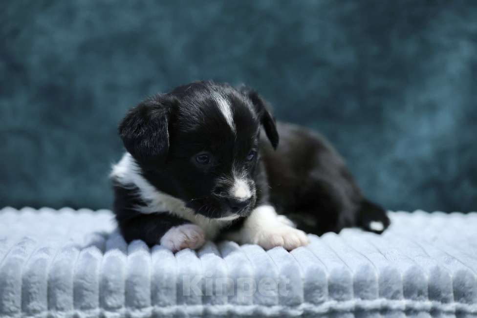 Собаки в Санкт-Петербурге: Шикарный щенок Вельш Корги Кардиган  Мальчик, 45 000 руб. - фото 5