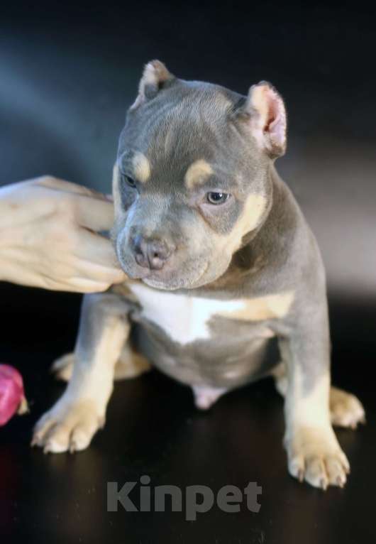 Собаки в Всеволожске: ММ ДАВИД КЬЯНТИ Мальчик, Бесплатно - фото 8