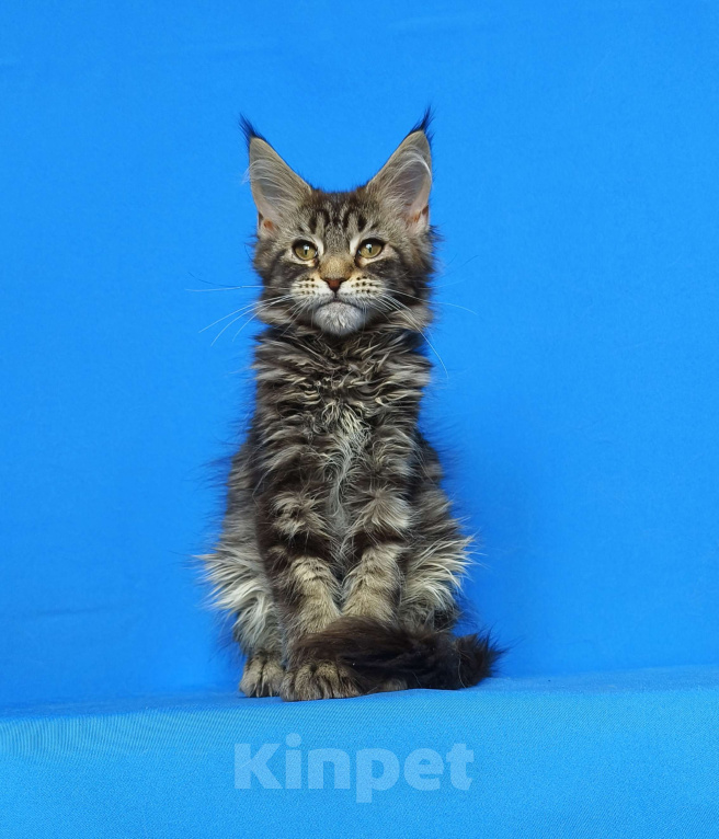 Кошки в Москве: Котёнок Мейн-Кун из питомника Девочка Девочка, 50 000 руб. - фото 1