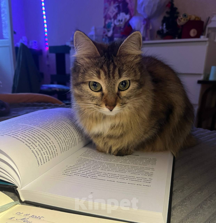 Кошки в Самаре: Отдадим кошку в добрые руки Девочка, Бесплатно - фото 1
