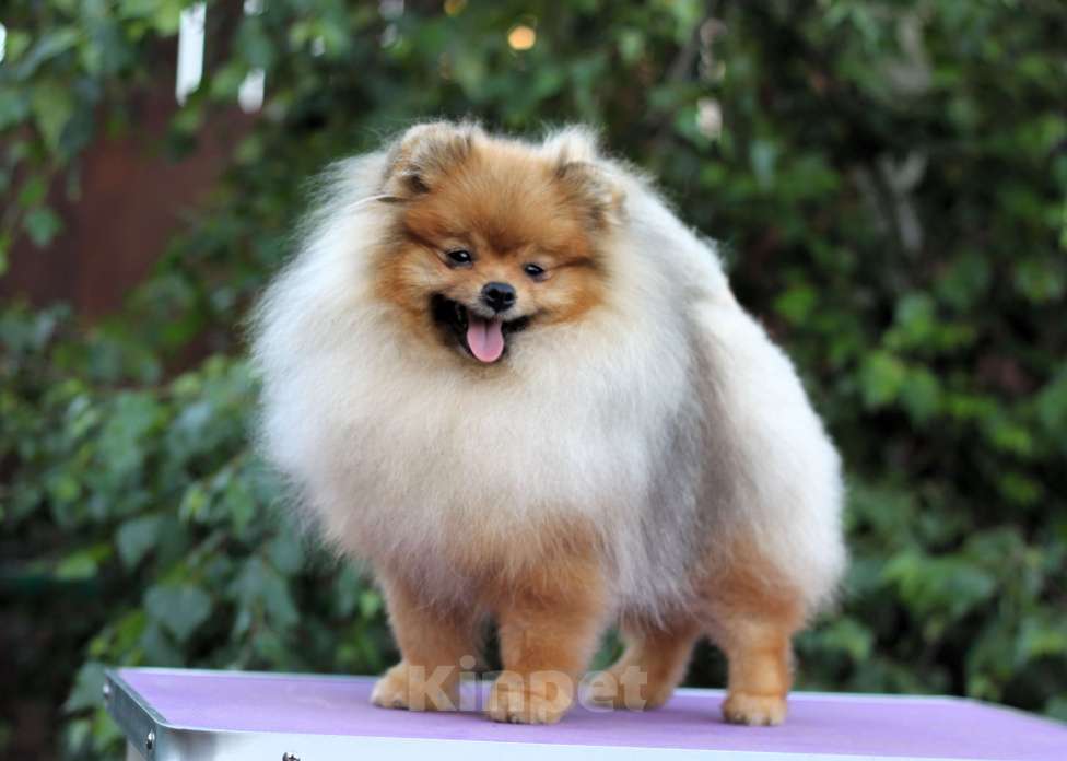 Собаки в Москве: Щенки померанского шпица Мальчик, Бесплатно - фото 3