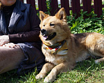 Собаки в Воскресенске: Солнечная Марта ищет дом! Девочка, Бесплатно - фото 2