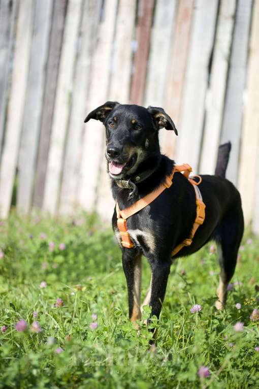 Собаки в Москве:  Джеки в добрые руки Девочка, Бесплатно - фото 4
