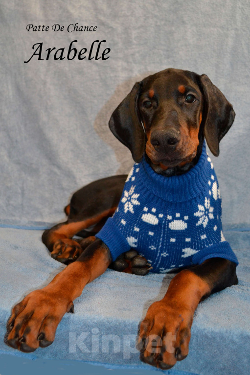 Собаки в Санкт-Петербурге: Щенок добермана Арабелла Девочка, 80 000 руб. - фото 2