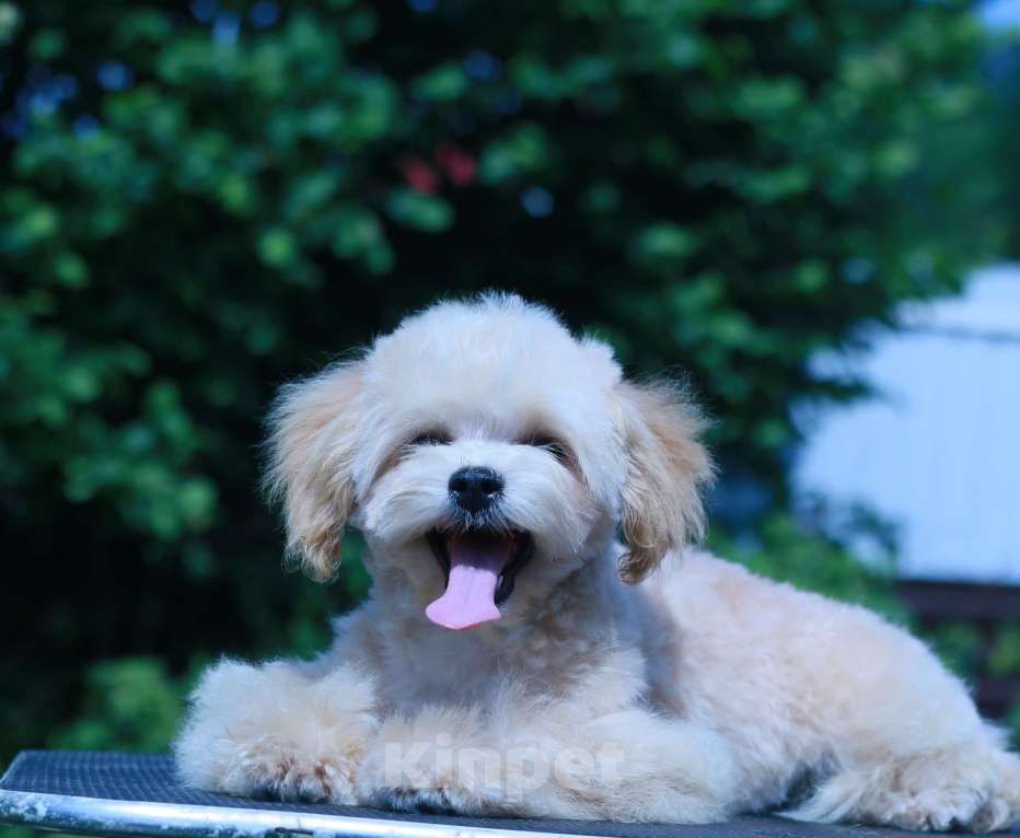 Собаки в Москве: мальтипу Ф1 щенки Мальчик, 70 000 руб. - фото 8