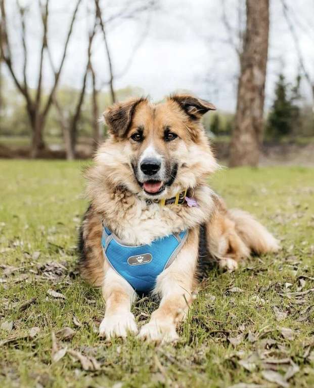 Собаки в Москве: Пёс вашей мечты Леонид! Собака-компаньон в дар Мальчик, 1 руб. - фото 2