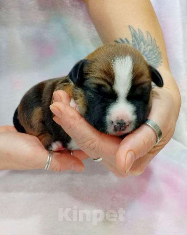 Собаки в Москве: Шикарная малышка амстаффа  Девочка, 80 000 руб. - фото 7