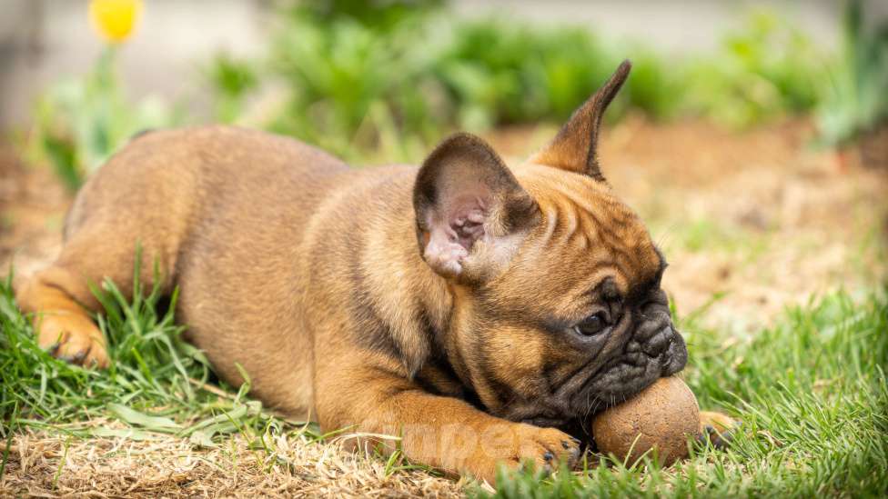 Собаки в Челябинске: французкий бульдог Девочка, 60 000 руб. - фото 3