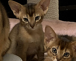 Кошки в Омске: Продам абиссинского котенка Разнополые, 40 000 руб. - фото 2