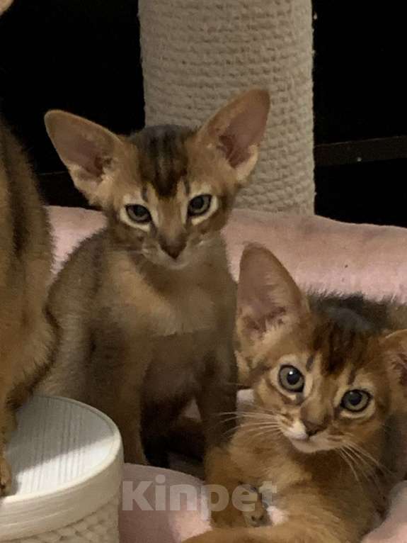 Кошки в Омске: Продам абиссинского котенка Разнополые, 40 000 руб. - фото 2