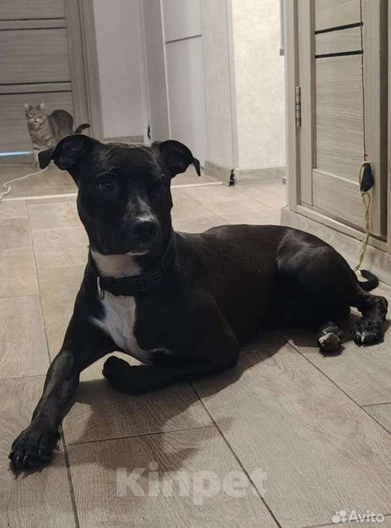 Собаки в Ульяновске: Собака в добрые руки  Мальчик, Бесплатно - фото 2