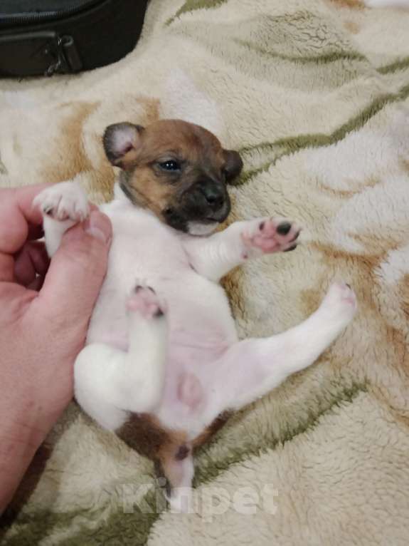 Собаки в Тольятти: Девочка Джек Рассел терьер  Девочка, 20 000 руб. - фото 2