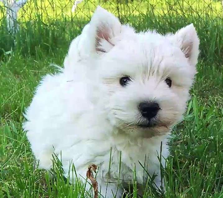 Собаки в Москве: Лучшие весты РКФ Мальчик, Бесплатно - фото 6