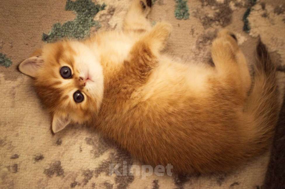 Кошки в Липецке: Шотландец 1 Мальчик, 18 000 руб. - фото 7