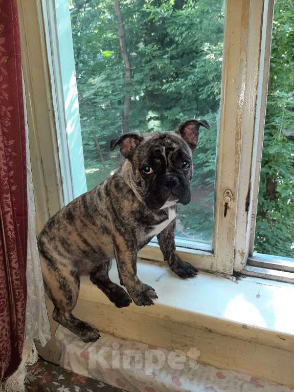 Собаки в Москве: Продам щенков Мальчик, 30 руб. - фото 8