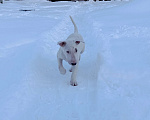Собаки в Череповце: Предлагаем малышек стандартного бультерьера Мальчик, Бесплатно - фото 8