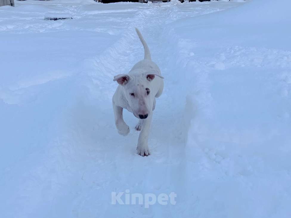 Собаки в Череповце: Предлагаем малышек стандартного бультерьера Мальчик, Бесплатно - фото 8