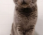 Кошки в Ардоне: Кот в поисках дома!, Бесплатно - фото 4