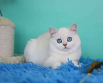 Кошки в Москве: Котята британской породы  Мальчик, 30 000 руб. - фото 2