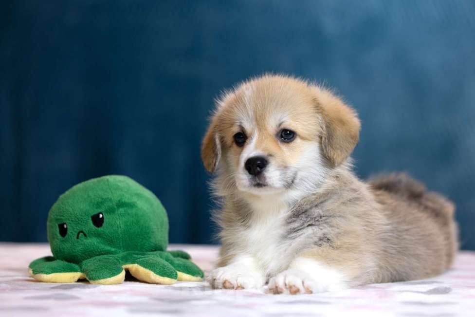 Собаки в других городах Московской области: Щенки пемброка из питомника РКФ Разнополые, Бесплатно - фото 5