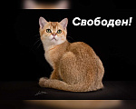 Кошки в Обнинске: Золотая шиншилла Мальчик, Бесплатно - фото 1