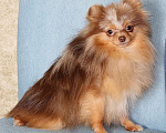 Собаки в Москве: Мальчик померанский шпиц Мальчик, 50 000 руб. - фото 4