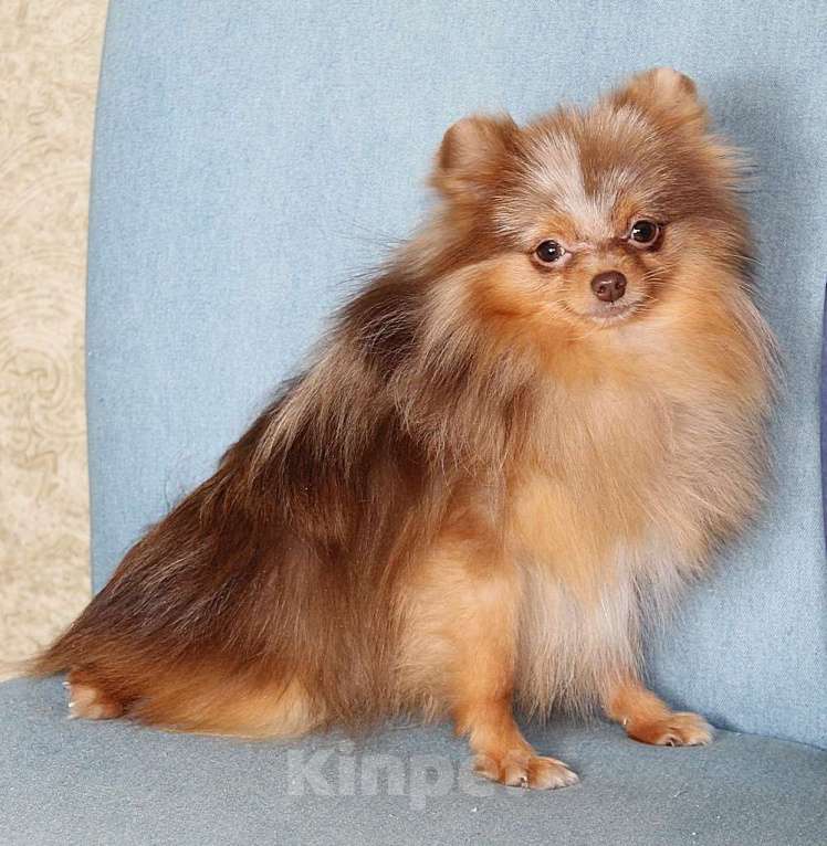 Собаки в Москве: Мальчик померанский шпиц Мальчик, 50 000 руб. - фото 4