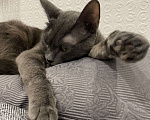 Кошки в Москве: Прекрасная кошка Девочка, Бесплатно - фото 2