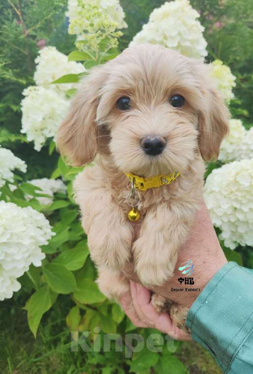Собаки в Москве: Очаровашка девочка Бишон Хаванез  Девочка, 100 000 руб. - фото 4
