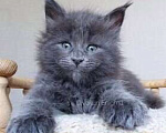 Кошки в Химках: Полидакт мейн-кун котята Мальчик, Бесплатно - фото 1