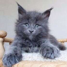 Кошки в Химках: Полидакт мейн-кун котята Мальчик, Бесплатно - фото 1