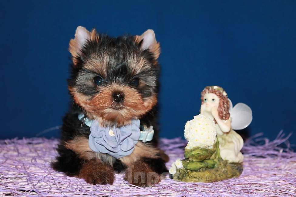 Собаки в Москве: Маленькая девочка, Янтарная капелька  Девочка, 130 000 руб. - фото 3