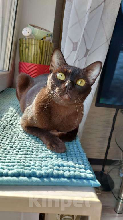 Кошки в Москве: Бурманские котята Девочка, 70 000 руб. - фото 5