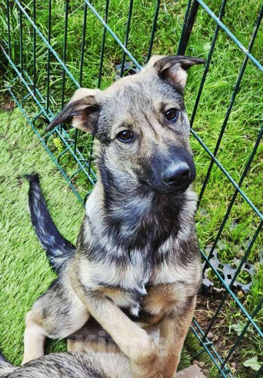 Собаки в Одинцово: Милый щенок Тимон Мальчик, Бесплатно - фото 1