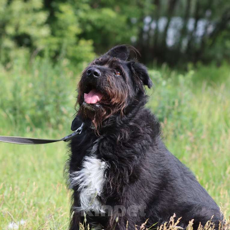Собаки в Москве: Чёрный терьер бородатик Потап Мальчик, Бесплатно - фото 3