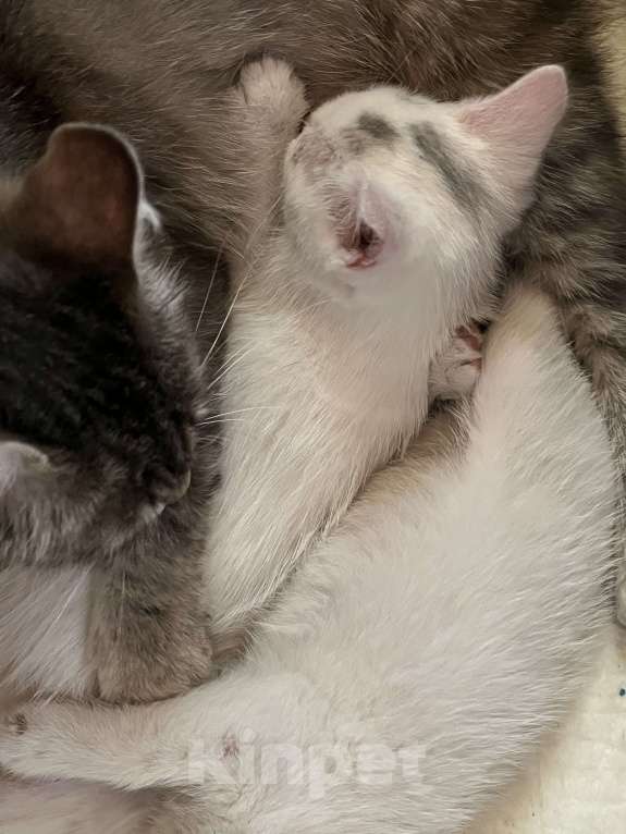 Кошки в Москве: Котята в добрые руки бесплатно  Мальчик, Бесплатно - фото 4