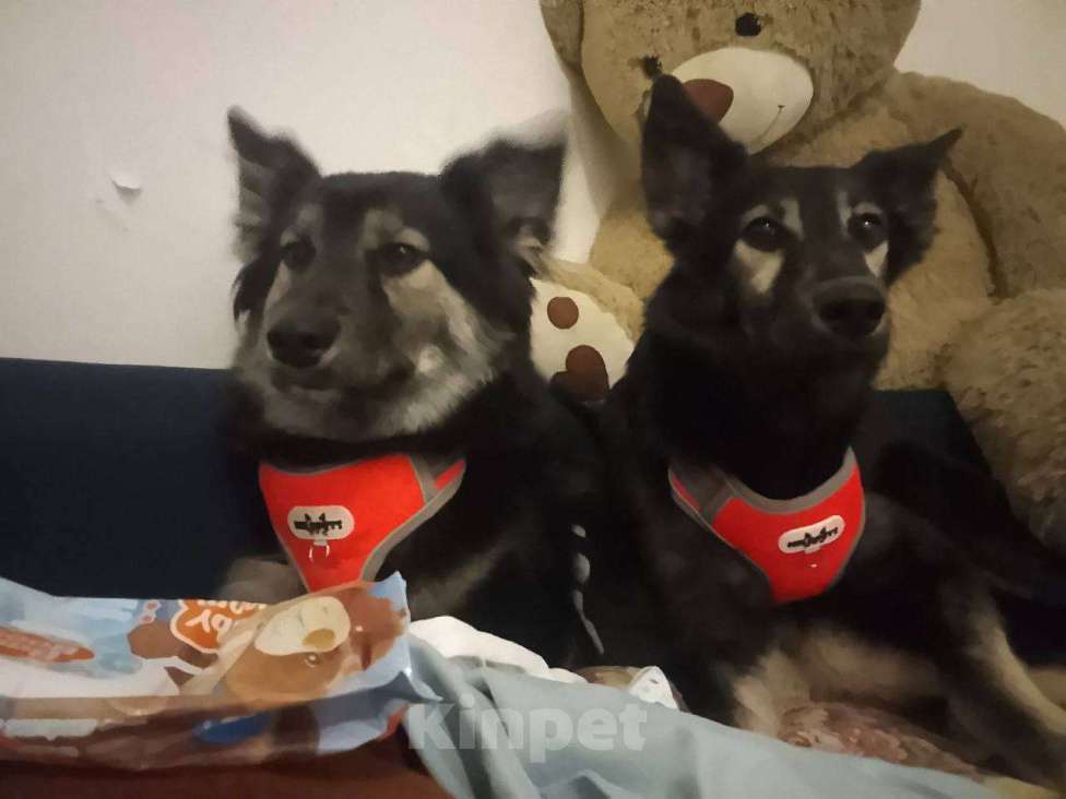 Собаки в Москве: Ищем дом для Гросса Мальчик, Бесплатно - фото 8