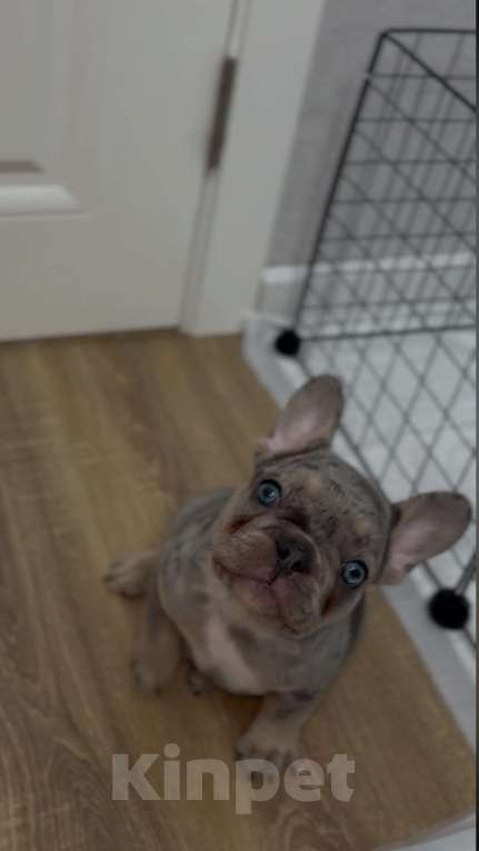 Собаки в Краснодаре: Французский бульдог Девочка, 30 000 руб. - фото 1
