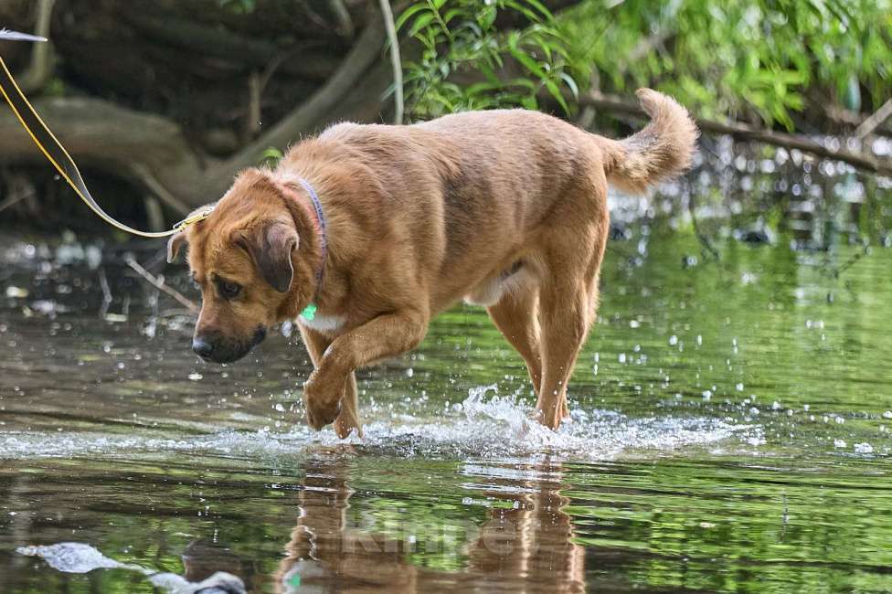 Собаки в Раменском: Шикарный рыжий пёс Тайф в добрые руки Мальчик, Бесплатно - фото 5