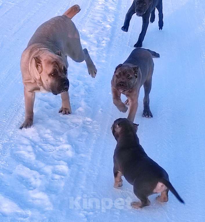 Собаки в Сергиеве Посаде: Девочка американскийх булли. Девочка, 80 000 руб. - фото 8
