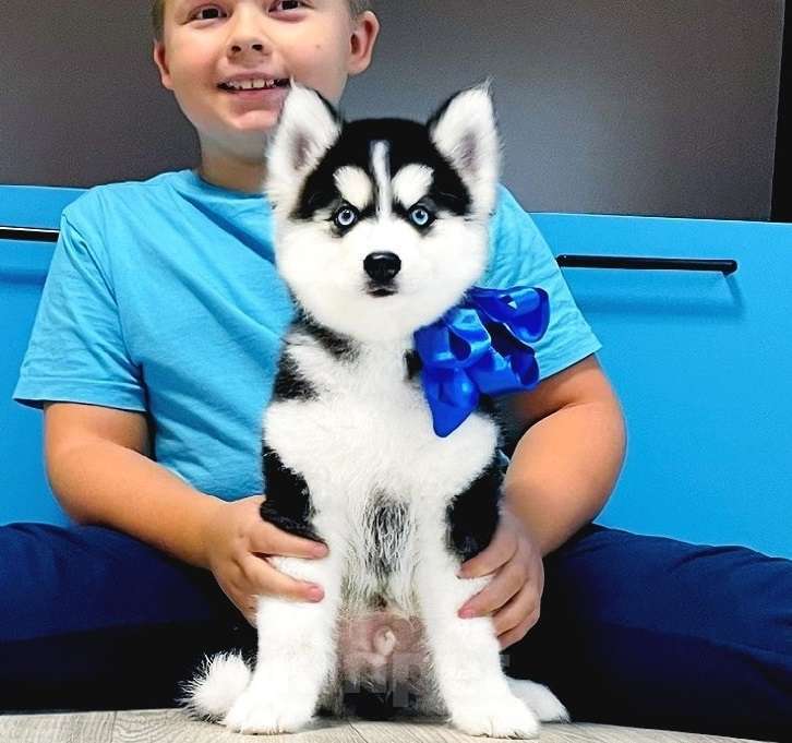 Собаки в Новокузнецке: Хаски Щенки Разных окрасов Разнополые, Бесплатно - фото 2