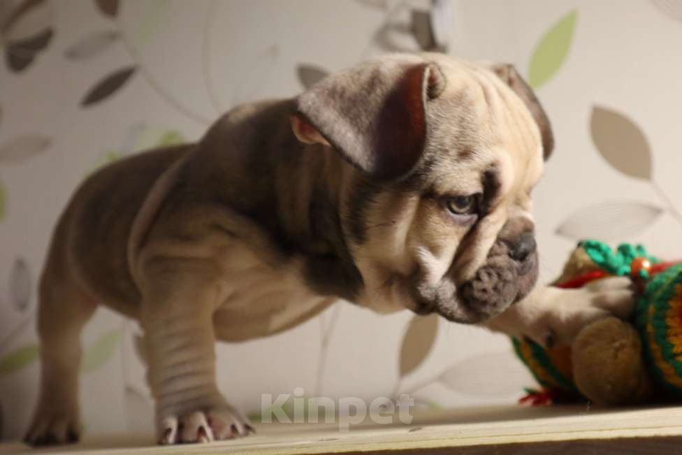 Собаки в Красноярске: Щенок французский бульдог  Мальчик, Бесплатно - фото 3